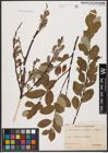 Foto von Salix aurita L. x Salix repens L.